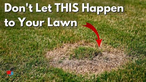 How To Prevent And Treat Lawn Fungus Lawn Disease Control Youtube