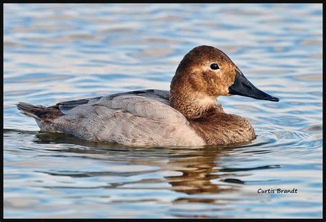 Canvasback Hen Bird Pictures Hen Photo