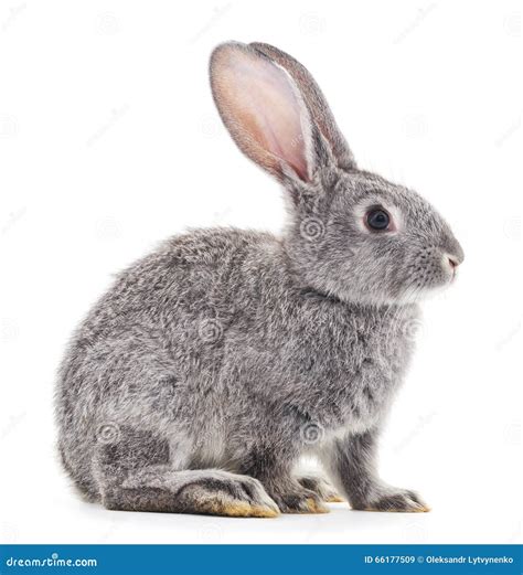 Grey Baby Rabbit Stock Image Image Of Camera Animal 66177509