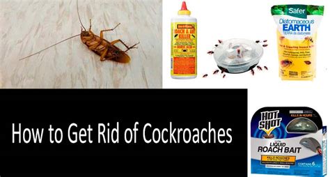 How To Get Rid Of Roaches Best Ways In 2020 Buyers Guide