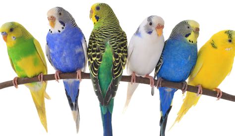 8 Most Gentle Pet Bird Species With Photo Just Sweet Pets