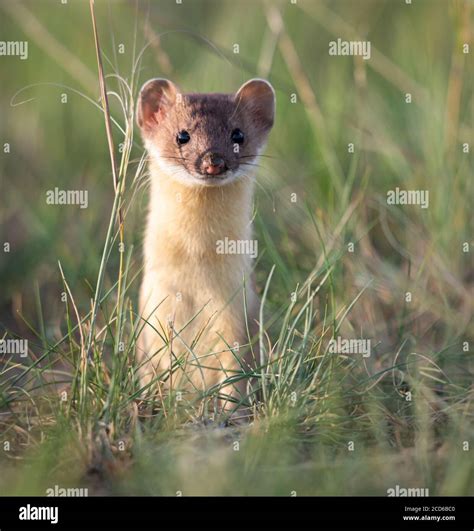 Long Tailed Weasel In The Prairies Stock Photo Alamy