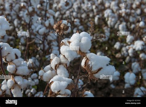 Cotton Growing Stock Photo Alamy