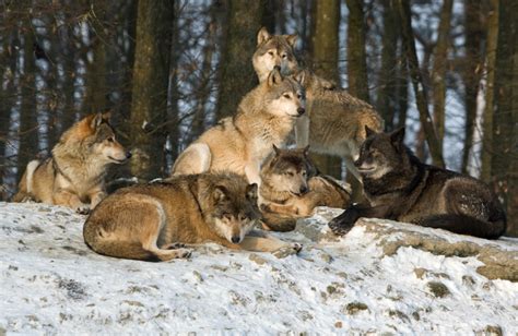 Why The Term “alpha Male” Never Made Any Sense Especially For Wolf Packs Twistedsifter