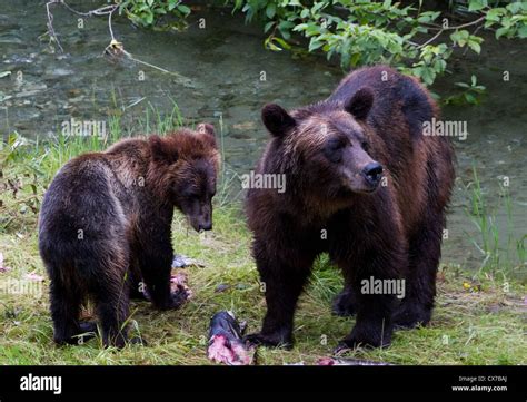 Grizzly Bear And Bear Cub Catching Salmon At Hyder Alaska Stock Photo