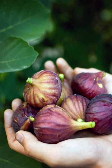 Enjoy Bountiful Harvests Of Sweet And Delicious Figs When You Plant Fig