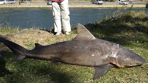 6ft Shark Caught In Lake Wappapello In Southeast Missouri Saint