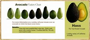 Avocado Variety Chart