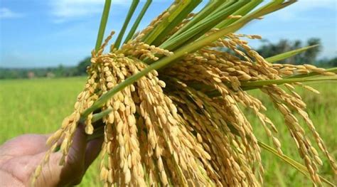 Official website of kawasaki motors corp., u.s.a., distributor of powersports vehicles including motorcycles, atvs, side x sides † at participating kawasaki dealerships. Teknik Penggilingan Padi Yang Baik dan Bisnisnya - Mesin ...