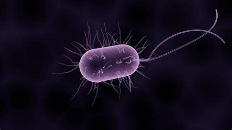 Free Illustration Bacteria Bacterium Microbiology Free Image On