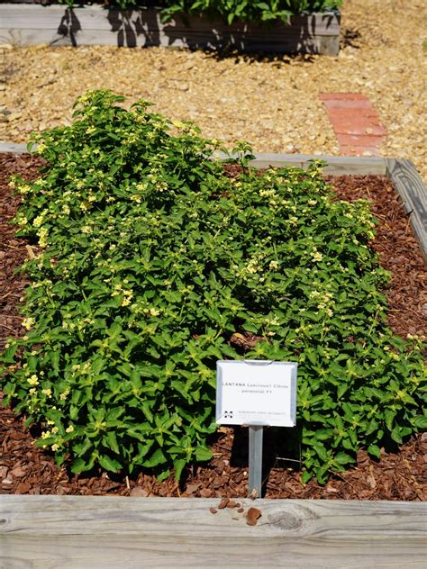 LANTANA Luscious Citron Truck Crops Trial Garden