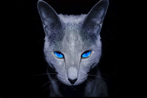 See 16 authoritative translations of has in spanish with example sentences, conjugations and audio pronunciations. Gato negro de ojos azules (7041)