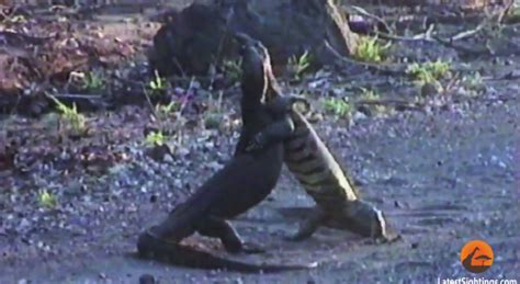 Monitor Lizards Perform Fighting Ritual Rtm Rightthisminute