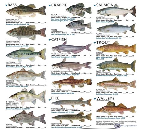 Types Of Fish Freshwater Fishing