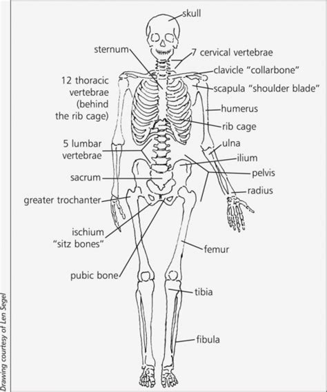 15 Diagrams Of The Bones Skeletal System Labeled Diagram Well In 2020