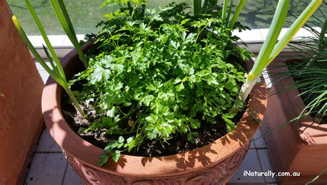 8 Healthy Ways to Use Parsley - iNaturally