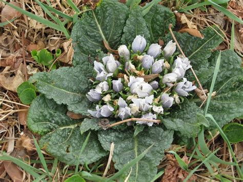 Magical Mandrake Root History Folklore And Uses