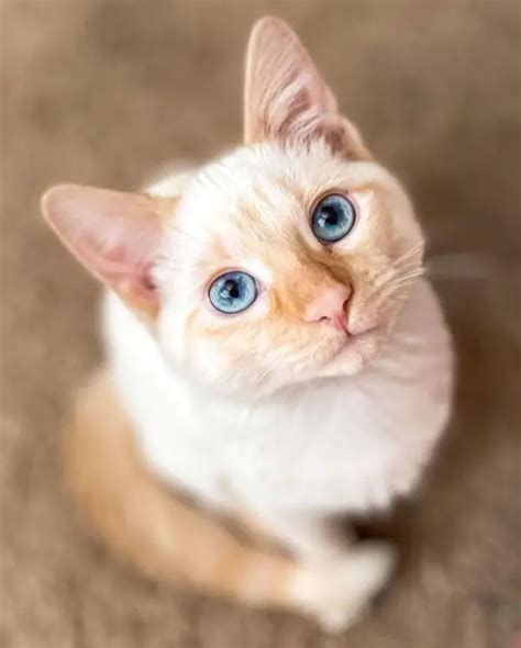 Flame Point Siamese Facts Genetics And Personality Catspurfection