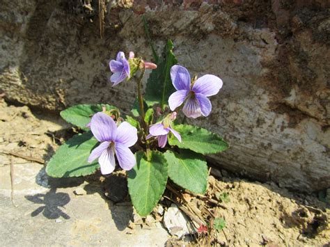 We did not find results for: Did Flowers Bloom More Than 50 Million Years Earlier Than ...