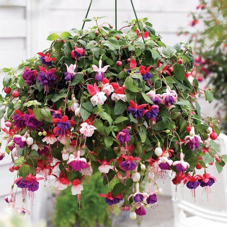 .of the best hanging basket flowers.this flower can be found in 150 different species.the blooming season of this beautiful flower is summer to most beautiful hanging baskets flowers and also on our list.this is a very beautiful flower.this is one of the best hanging baskets flowers.this flower. Growing Plants In Hanging Baskets