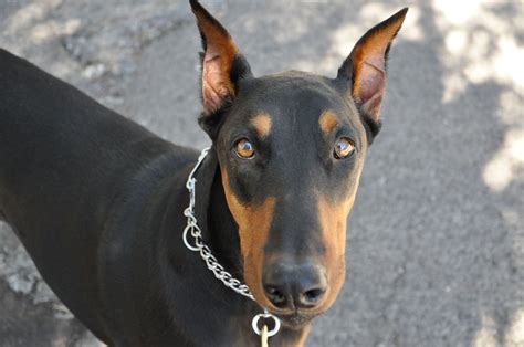 I Is Sooooo Handsome Doberman Pinscher Dog Dog Breeds Dogs Ears