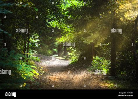 Sunbeams Through The Trees On Early Morning In The Forest Stock Photo
