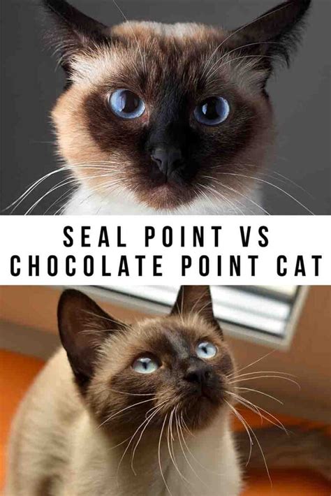 Seal Point V Chocolate Point Cats How Are They Different