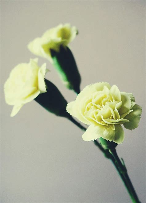 Gambar Bunga Anyelir Kuning Cabai