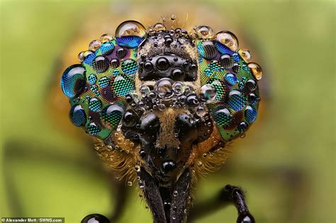 Amazing Photos Capture Insects Covered In Dewdrops That Look Like