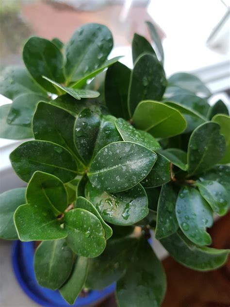 White Spots From Misting I Got A Ficus Ginseng Picture A Ficus
