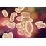 Whooping Cough Bacteria Photograph By Kateryna Kon/science Photo Library