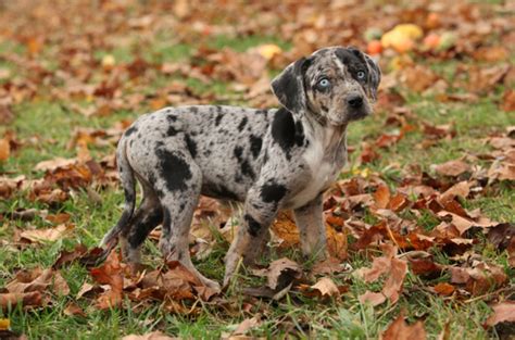Catahoula Leopard Dog Breed Information Images Characteristics Health