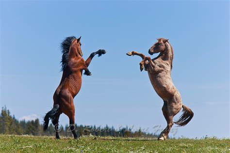 Wild Mustang Stallions Fighting In Montana Yellowstone Nature