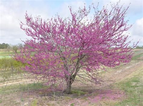 They can be used for a multitude of crafts, as well as some fun activities! Cercis 'Pink Pom Poms' | Pink