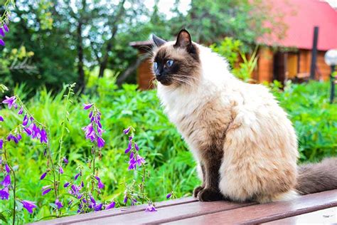 Balinese Cat Breed Profile Personality Care Pictures