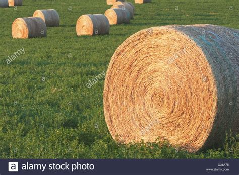 Alfalfa Harvest High Resolution Stock Photography And Images Alamy