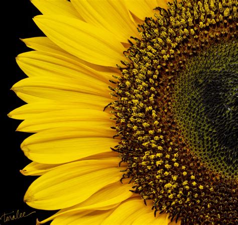 Sunflower Sunflower Photography Nature Wall Art Close Up Photography