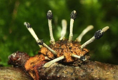 The Cordyceps Fungus Turns Insects Into Zombies Cordyceps Cordyceps