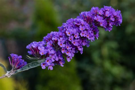 Buddleia Butterfly Bush Care And Uk Growing Tips Upgardener