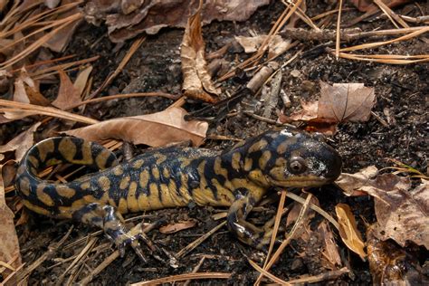A Guide To Caring For Tiger Salamanders As Pets