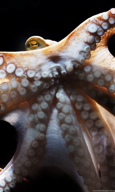 Octopus Sealife Underwater Ocean Sea Wallpapers Desktop Background