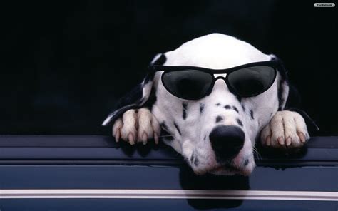 Cool Dog Backgrounds Wallpaper Cave