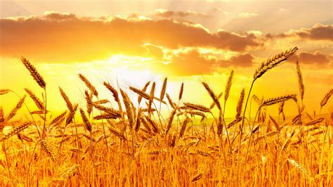 Wheat Sunset Uhd 4k Wallpaper Pixelz