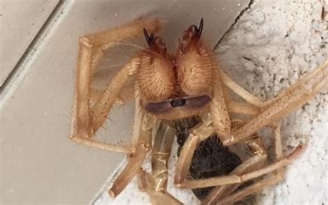 The camel spider is a skilled fighter and can easily take down another insect of similar size including scorpions and other large spiders. Mulher com fobia de aranhas encontra teia gigante em seu ...