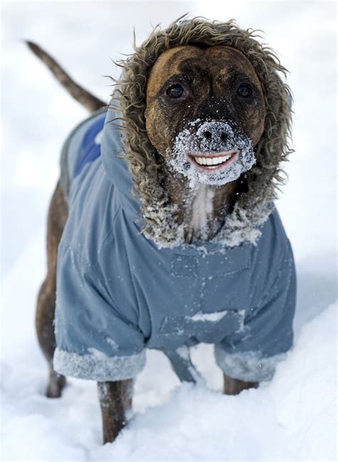 20 Animals With Joe Bidens Teeth Photos Huffpost Latest News