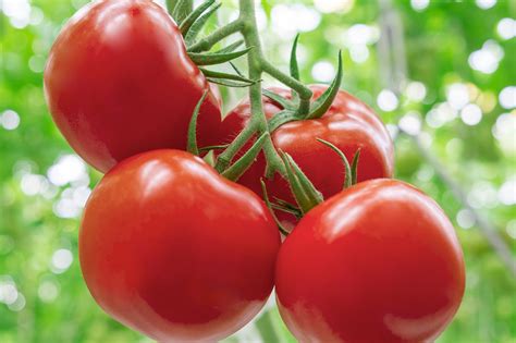 nff health benefits of tomatoes sanohalalfoods