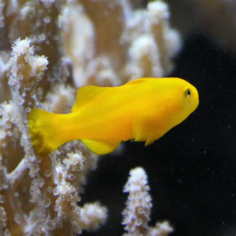 Yellow Coral Goby