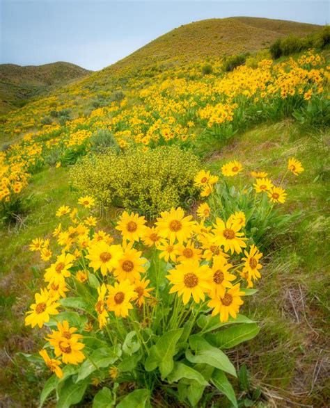 Yellow Wildflowers In The Foothills Over Boise Idaho In The Spring