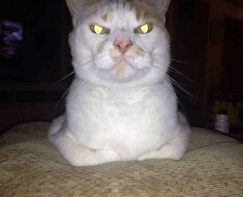 50 Photos Proving That Cats Are Actually Demons