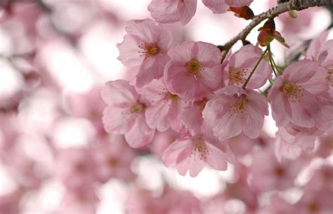 ¿qué Factores Debo Tener En Cuenta Para Cuidar Las Flores En Primavera